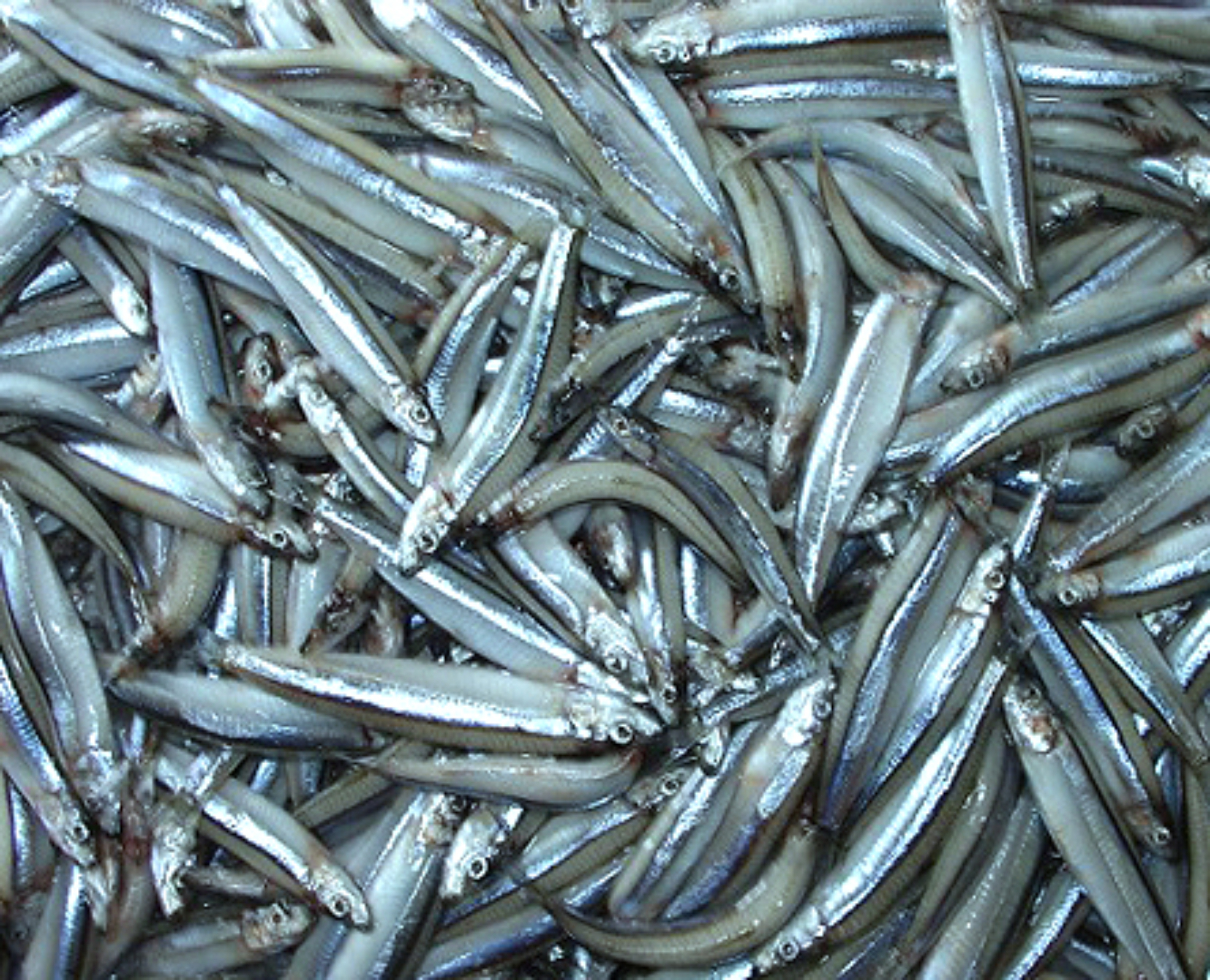 ca com sang nha trang